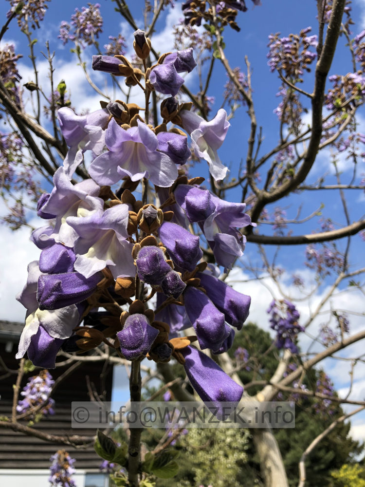 Paulownia tomentosa 012 Bluete nah.JPG